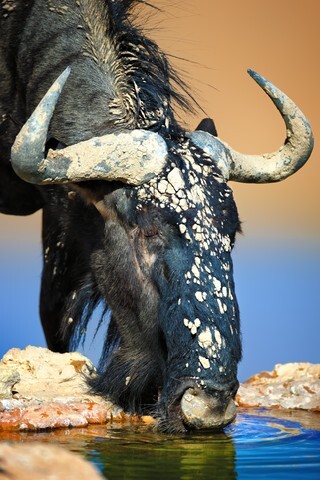Blue wildebeest full of mud drinking water ( Kalahari desert ) - South Africa